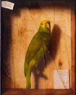 Parrot